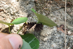 Byasa