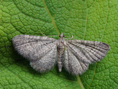 Eupithecia plumbeolata