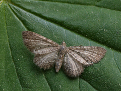 Eupithecia plumbeolata