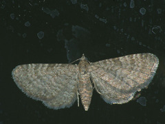 Eupithecia plumbeolata