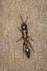 Pseudomyrmex championi