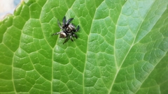 Salticinae