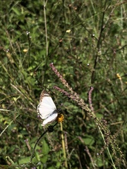 Heliopetes laviana