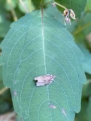 Phaecasiophora confixana