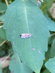 Phaecasiophora confixana