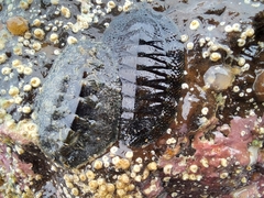 Acanthochitona hirudiniformis