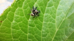 Salticinae