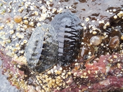 Acanthochitona hirudiniformis