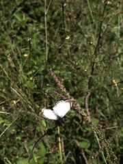 Heliopetes laviana