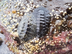 Acanthochitona hirudiniformis