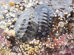 Acanthochitona hirudiniformis