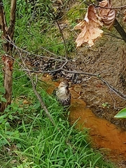 Buteo jamaicensis