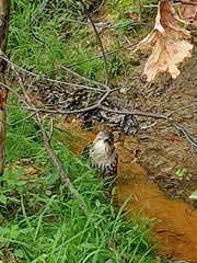 Buteo jamaicensis