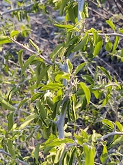 Celtis pallida