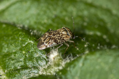 Monalocorisca