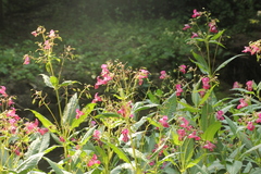 Impatiens glandulifera