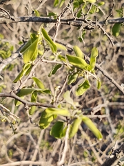 Celtis pallida