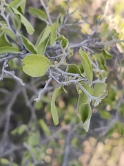 Celtis pallida