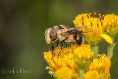 Copestylum quadratum