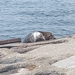 Halichoerus grypus grypus