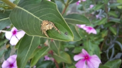 Paraphidippus fartilis