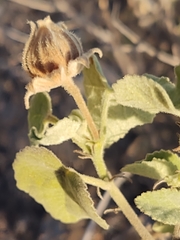 Hibiscus martianus