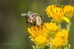 Copestylum quadratum