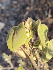 Hibiscus martianus