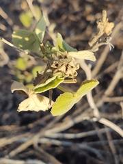 Hibiscus martianus