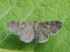 Eupithecia pygmaeata