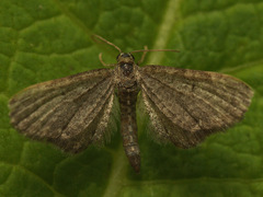 Eupithecia pygmaeata