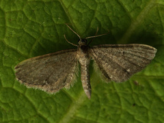 Eupithecia pygmaeata