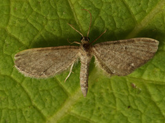 Eupithecia pygmaeata