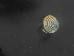 Calliostoma canaliculatum
