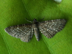 Eupithecia pygmaeata