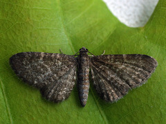 Eupithecia pygmaeata