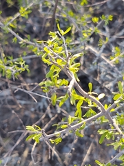 Forestiera angustifolia