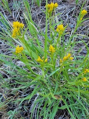 Petradoria pumila