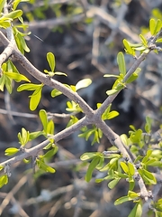 Forestiera angustifolia