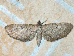 Eupithecia satyrata