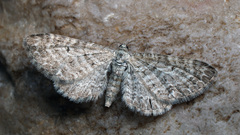 Eupithecia satyrata