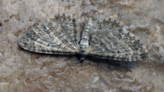 Eupithecia satyrata