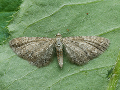 Eupithecia satyrata
