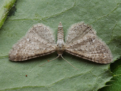Eupithecia satyrata