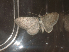 Eupithecia satyrata