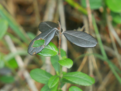 Mycosphaerella stemmatea