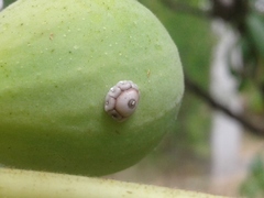Ceroplastes rusci