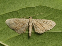 Eupithecia simpliciata