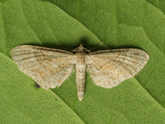 Eupithecia simpliciata