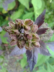 Angelica triquinata